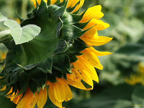 251 - Sept 8th - Sunflower