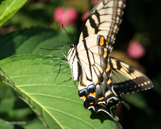 Yellow Swallowtail 10.jpg