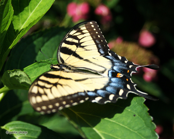 Yellow Swallowtail 13.jpg