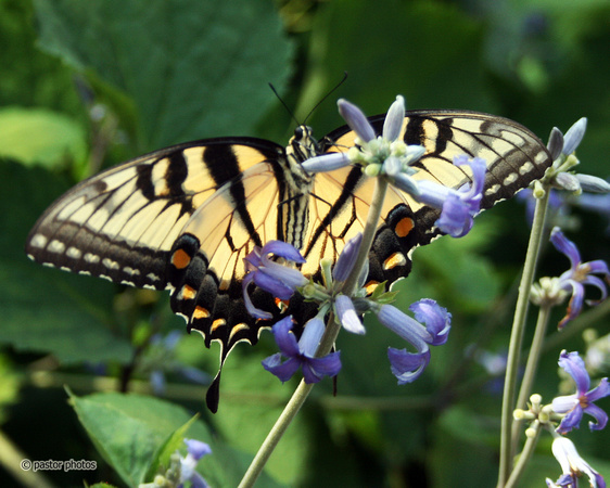 Yellow Swallowtail 14.jpg