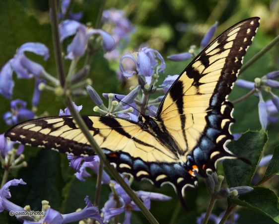 Yellow Swallowtail 16.jpg