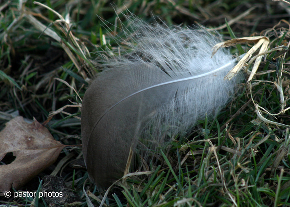 Feather in Field 1.jpg