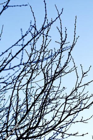 061 Mar 1 - Tree Branches