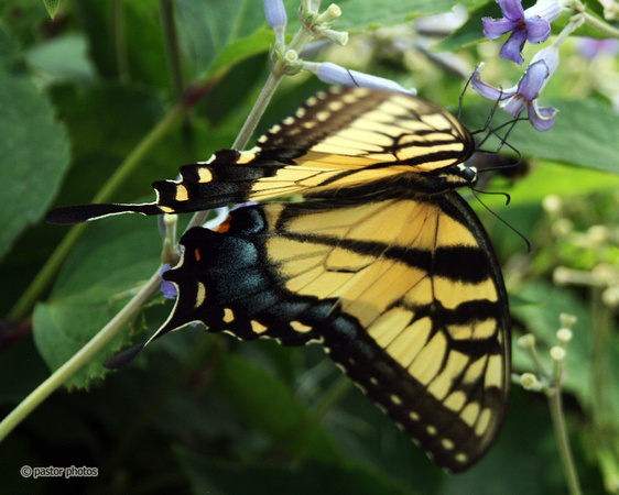 Yellow Swallowtail 19.jpg