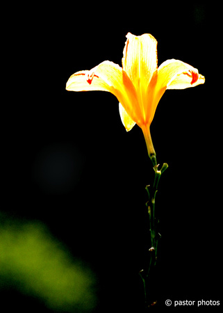 0701 Day Lily