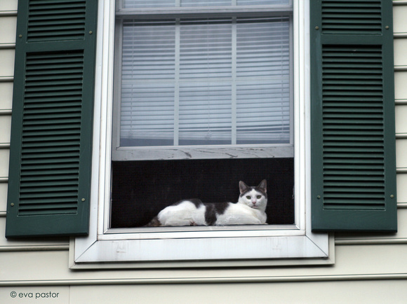 232 - Aug 20th - Kitty in the Window