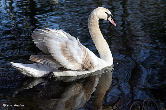 361 - Dec 26th - Swan