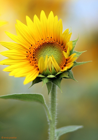 363 - Dec 28th - Sunflower