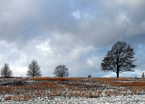 365 - Dec 30th - Valley Forge Trees
