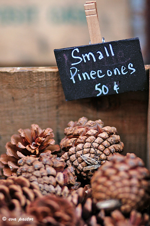 054 - Feb 23rd - Small Pine Cones