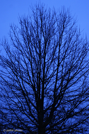 0222 Bare Tree.jpg
