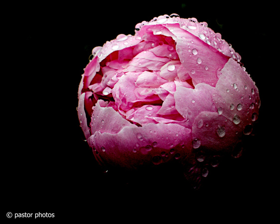 0517 Raindrops on Flower