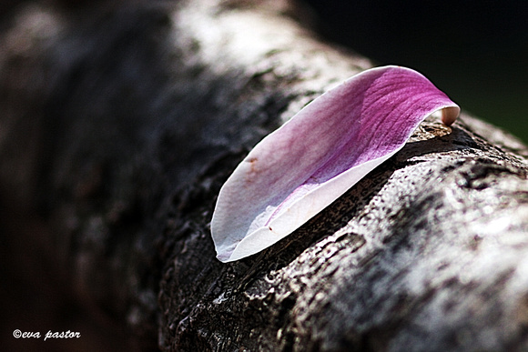 082 - Mar 22nd - Fallen Magnolia Petal