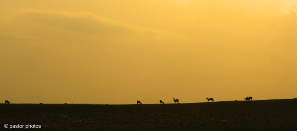 0411 Valley Forge Deer Herd