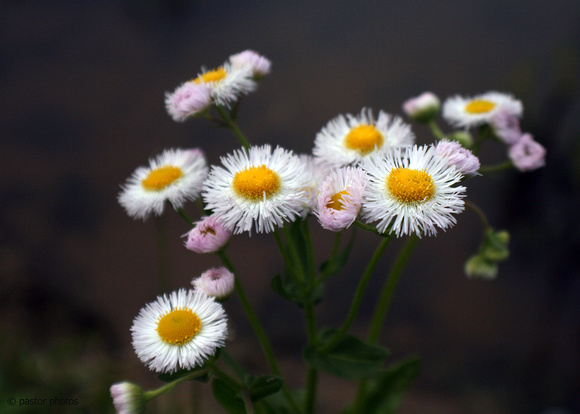 0513 Wildflowers