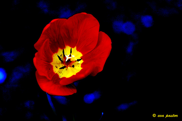 094 - Apr 4th - Tulip