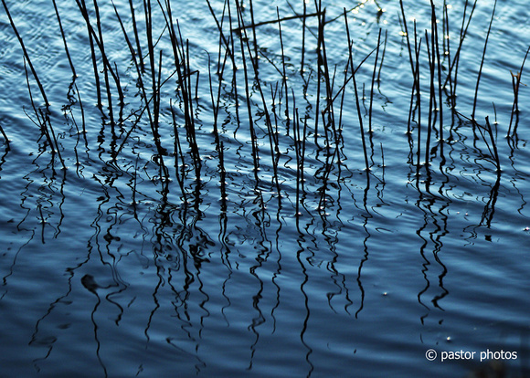 0125 Pond Reeds.jpg