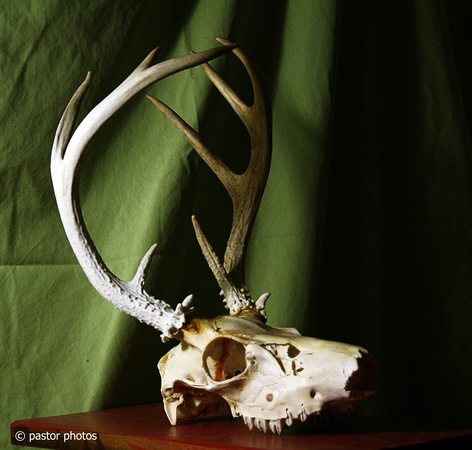 Catch-All ~ January 2010 ~ Deer Skull