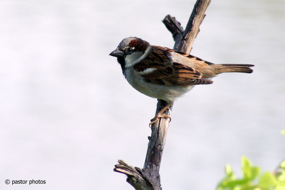 0515 Sparrow