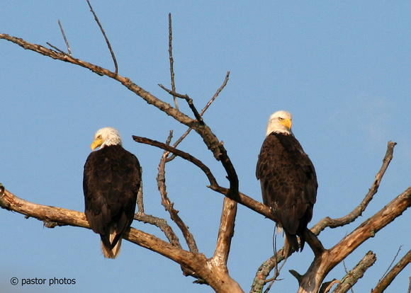 Animals ~ July 2009 ~ Bald Eagle Couple in the Morning