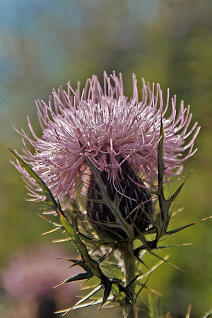 Afton State Park, Afton, MN Thistle - card