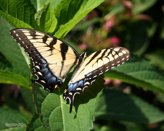 Yellow Swallowtail 09.jpg