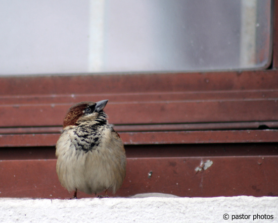 1227 ~ Cold Sparrow