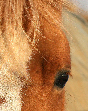 Details & Macro ~ October 2009 ~ Eye to the Pony's Soul