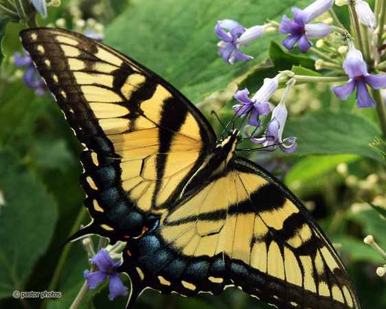 Yellow Swallowtail 20.jpg