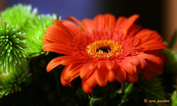 060 Feb 29 - Leanne's Flower