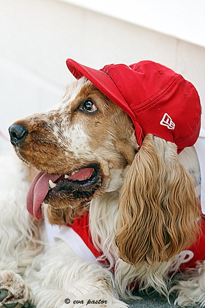 148 - May 28th - Canine Phillies Fan