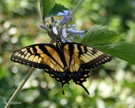 Yellow Swallowtail 08.jpg