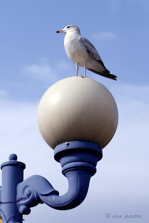 049 - Feb 18th - Seagull on Street Light