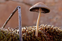 Medinaceli, Soria - SPAIN Tall Mushroom - Card