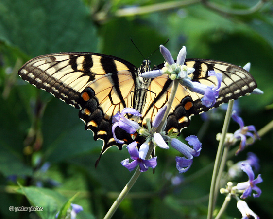 Yellow Swallowtail 15.jpg