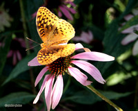 Butterflies - Great Spangled Fritterlary