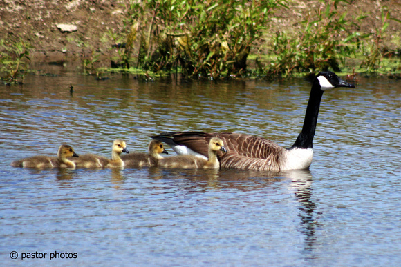 0509 Mother Goose