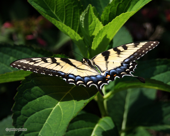 Yellow Swallowtail 12.jpg