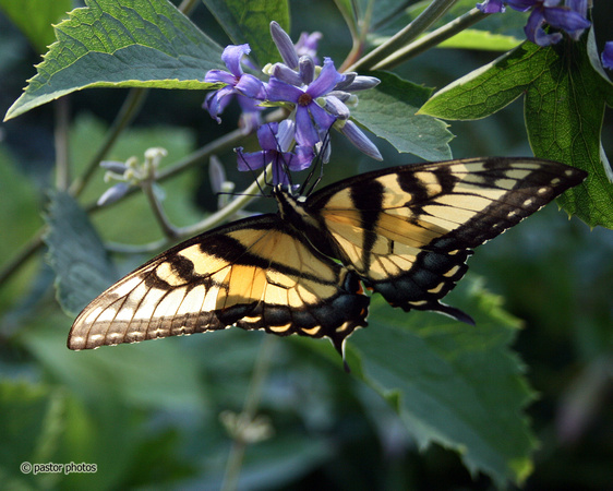 Yellow Swallowtail 04.jpg