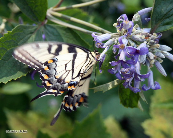 Yellow Swallowtail 03.jpg