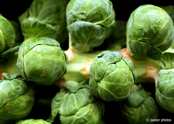 1204 ~ Brussel Sprouts
