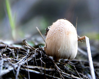Medinaceli, Soria - SPAIN   Mushroom 5 - 8x10