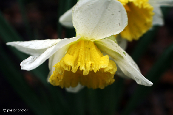 0322 Daffodil