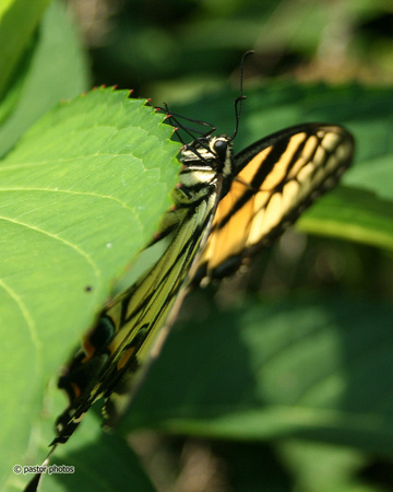 Yellow Swallowtail 11.jpg