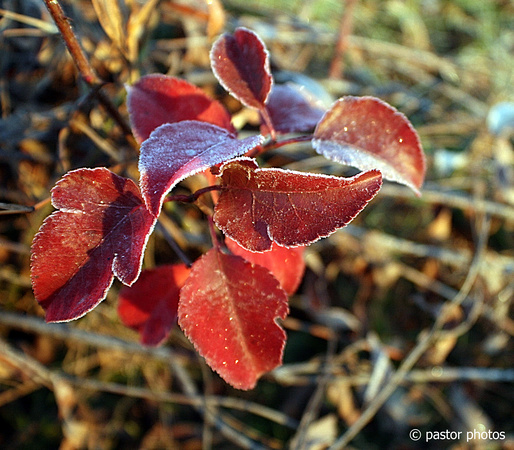 1128 ~ Frosted Leaves