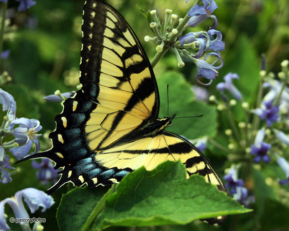 Yellow Swallowtail 18.jpg