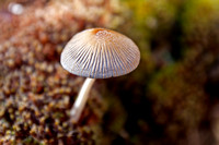 Medinaceli, Soria - SPAIN Mushroom - Card