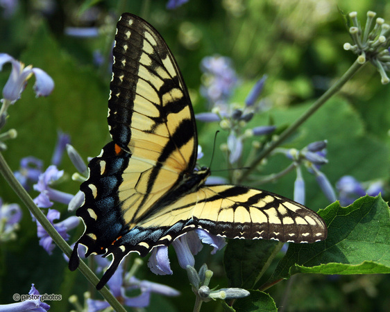 Yellow Swallowtail 17.jpg